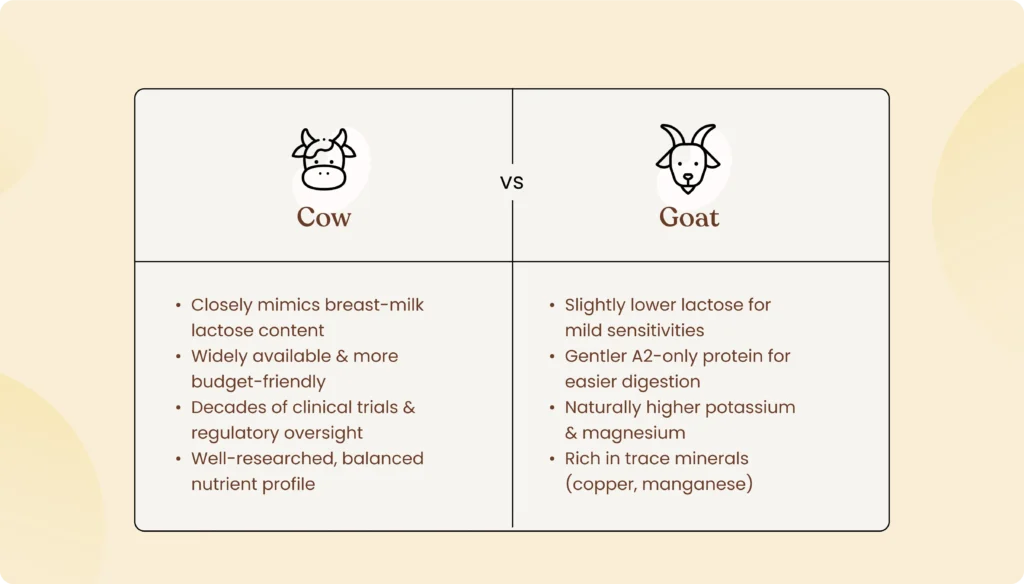 Goat Vs. Cow webp