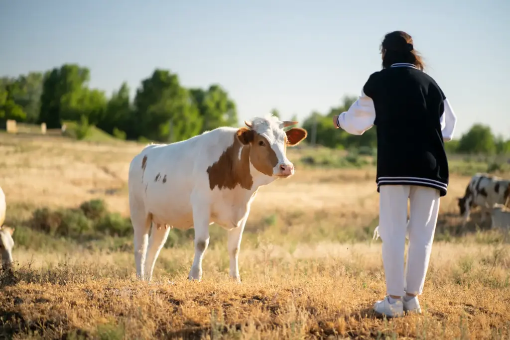 hapy organic cow